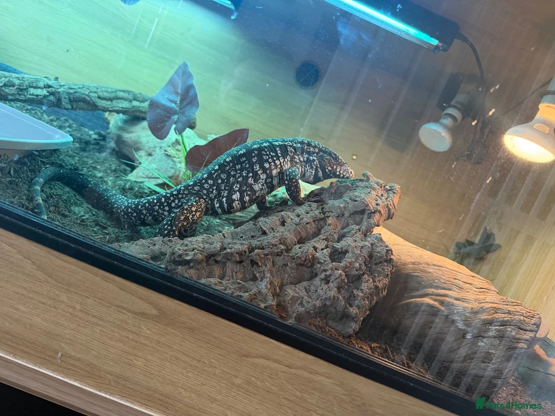 Monitor reptiles for sale: Female tegu-black & white Argentine  - Advert 1