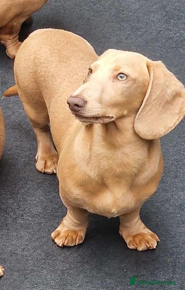 Miniature Dachshund dogs Cream e/e D/d B/b PRA Clear, Kc reg, Vet checked in Heathfield - Advert 6