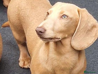 Miniature Dachshund dogs in Heathfield - Advert 3