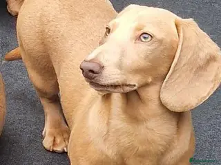 Miniature Dachshund dogs Cream e/e D/d B/b PRA Clear, Kc reg, Vet checked in Heathfield - Advert 4