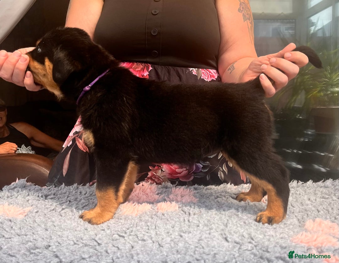 Rottweiler dogs for sale: Superb litter of dual purpose Rottweiler puppies. - Image 30