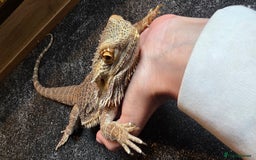Bearded Dragon reptiles for sale: Travis the Bearded Dragon plus setup  - Image 6