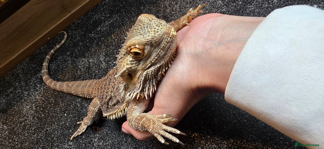 Bearded Dragon reptiles for sale: Travis the Bearded Dragon plus setup  - Image 6