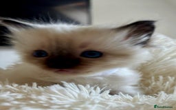 Ragdoll cats for sale: Beautiful ragdoll babies 🩷🩷🩵🩵 - Image 8