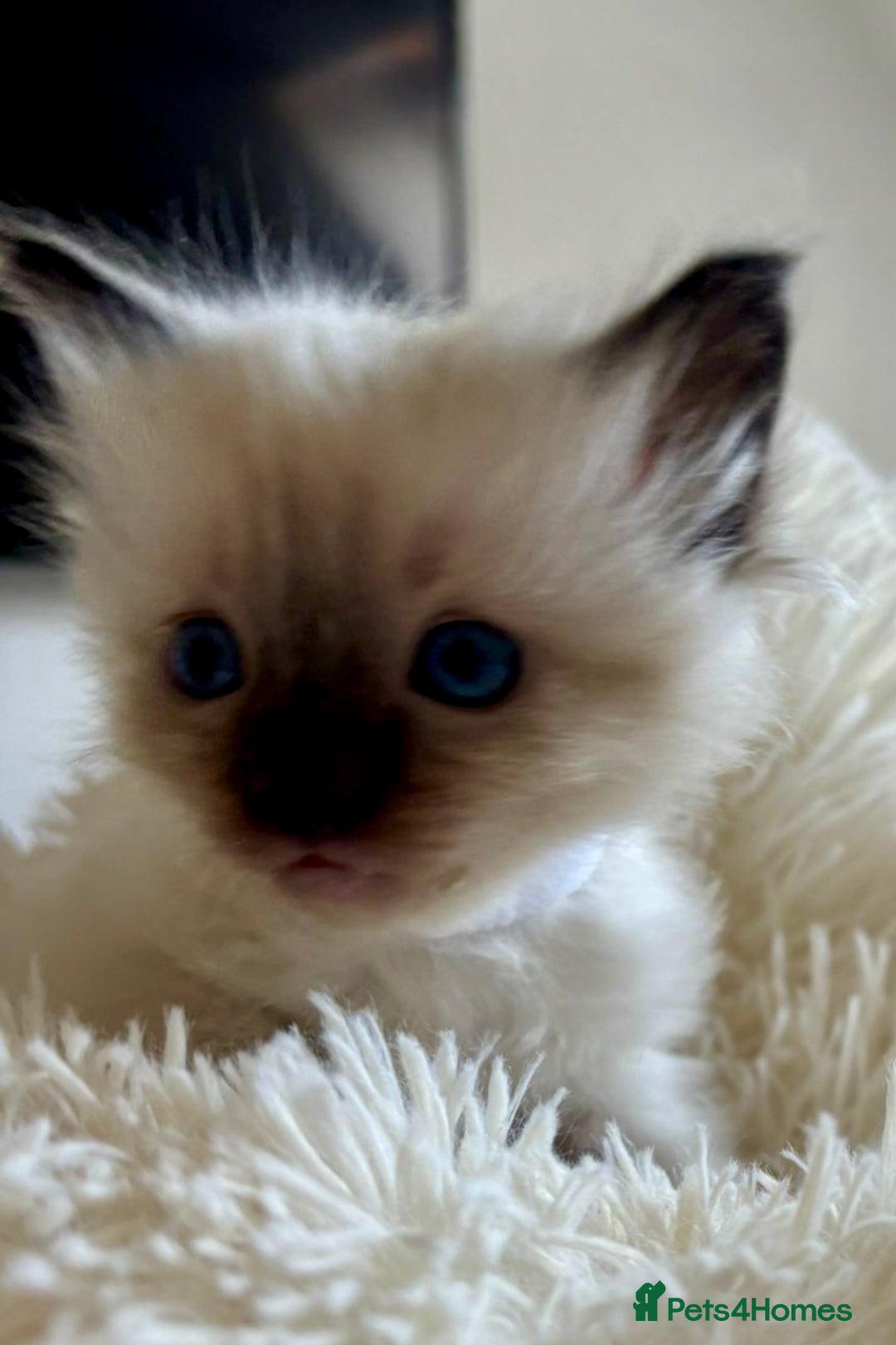 Ragdoll cats for sale: Beautiful ragdoll babies 🩷🩷🩵🩵 - Image 8