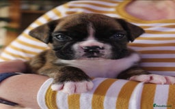 Boxer dogs for sale: KC Boxer Puppies for sale 4 Dogs 2 Bitches - Image 26