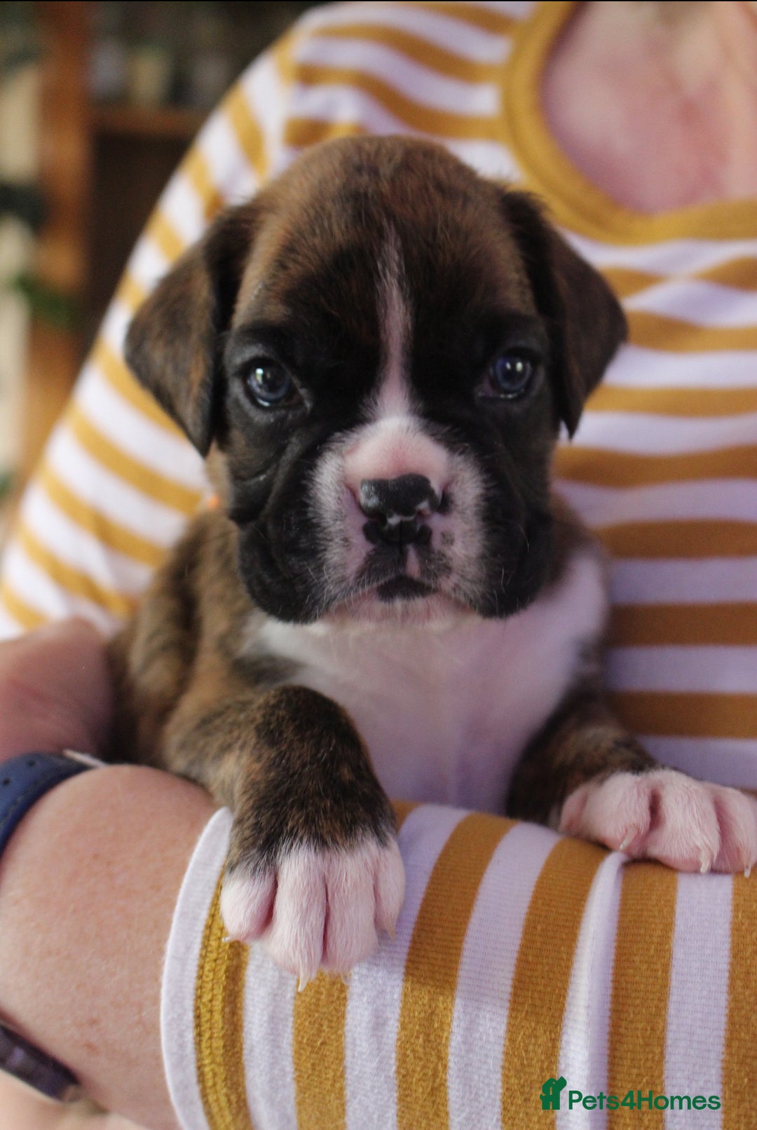 Boxer dogs for sale: KC Boxer Puppies for sale 4 Dogs 2 Bitches - Image 26