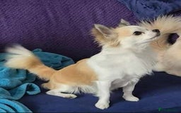 Chihuahua dogs for stud: Long haired chihuahua for stud  - Image 4