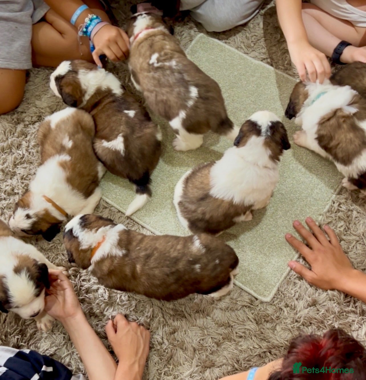 Saint Bernard dogs Beautiful KC registered show quality Puppies.  - Advert 1