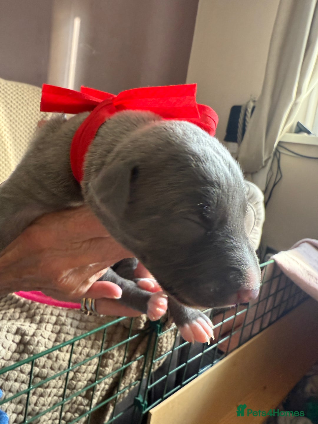 Whippet dogs for sale: Blue whippet pups for sale  - Advert 20