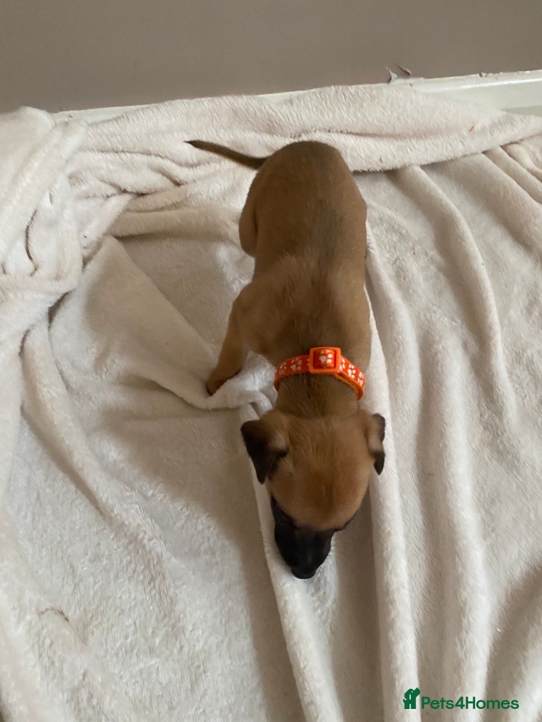 Whippet dogs for sale: 6 stunning whippet puppies  - Image 8