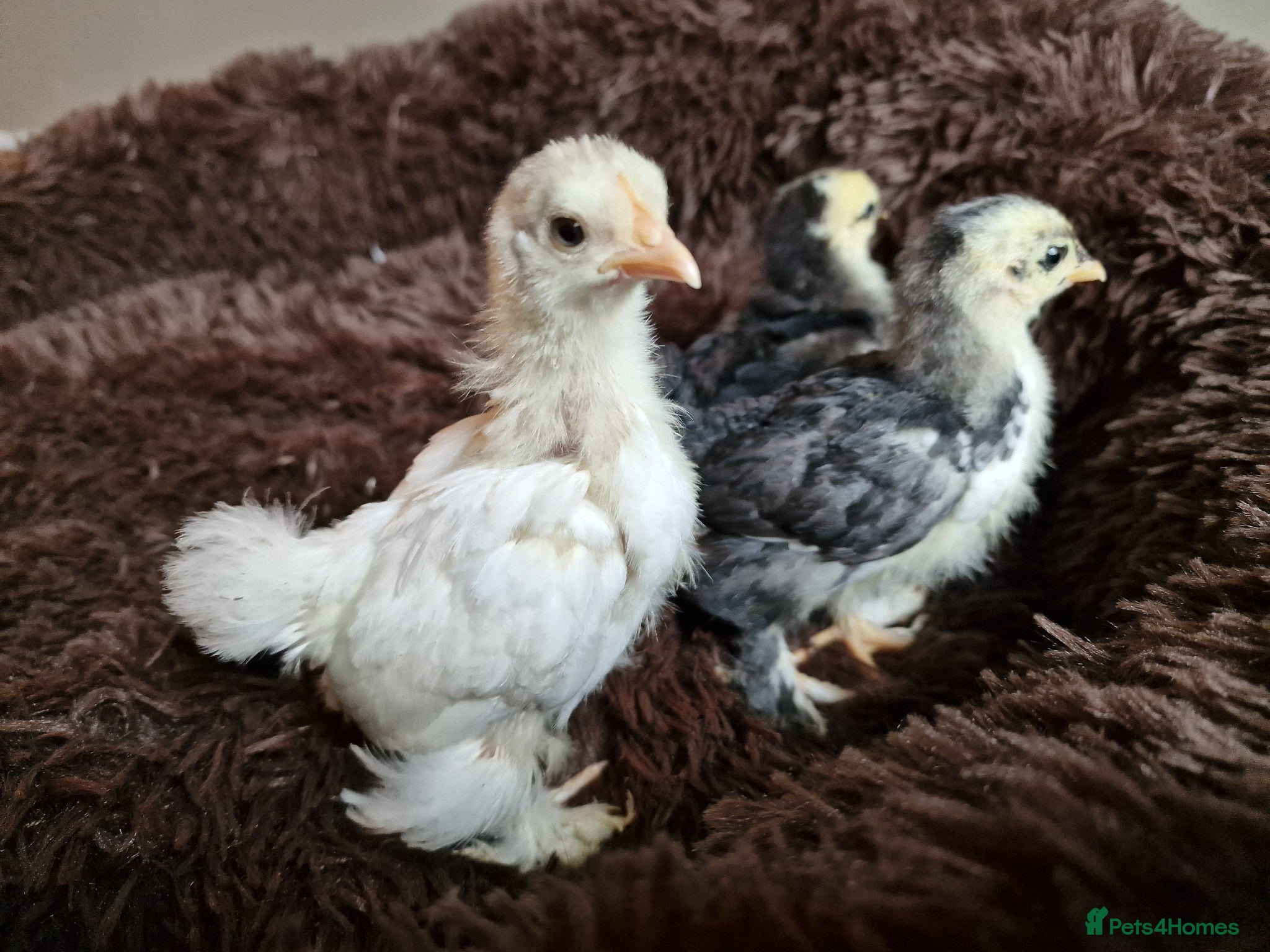 Chickens poultry Adorable Mixed Silkie chicks and pekin chicks  - Advert 18