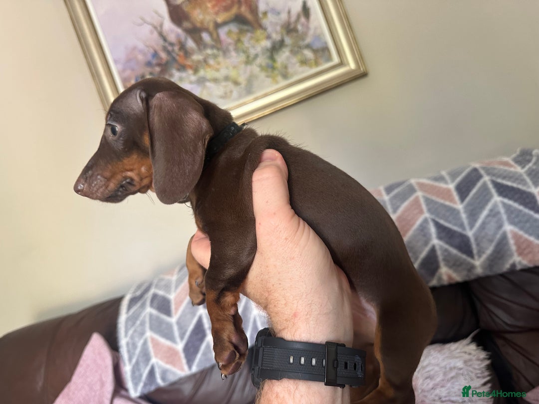 Dachshund dogs for sale: READY NOW Beautiful miniature girl puppy - Image 4