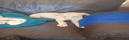 Mixed Breed dogs for sale: Deerhound Saluki x Bull Wheaton Beddy Grey - Advert 8