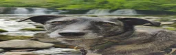 Mixed Breed dogs for sale: Meet Zoya: Clever, Affectionate AdventureCompanion in Glasgow - Advert 32