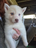 Siberian Husky dogs 🐾 Stunning RARE Colour Husky Puppies–Available 🐾 - Advert 3