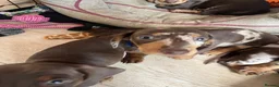 Dachshund dogs for sale: Dachshund puppies for sale  - Advert 17