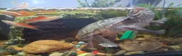 Turtle reptiles for sale: Musk Turtles in Chichester - Advert 2