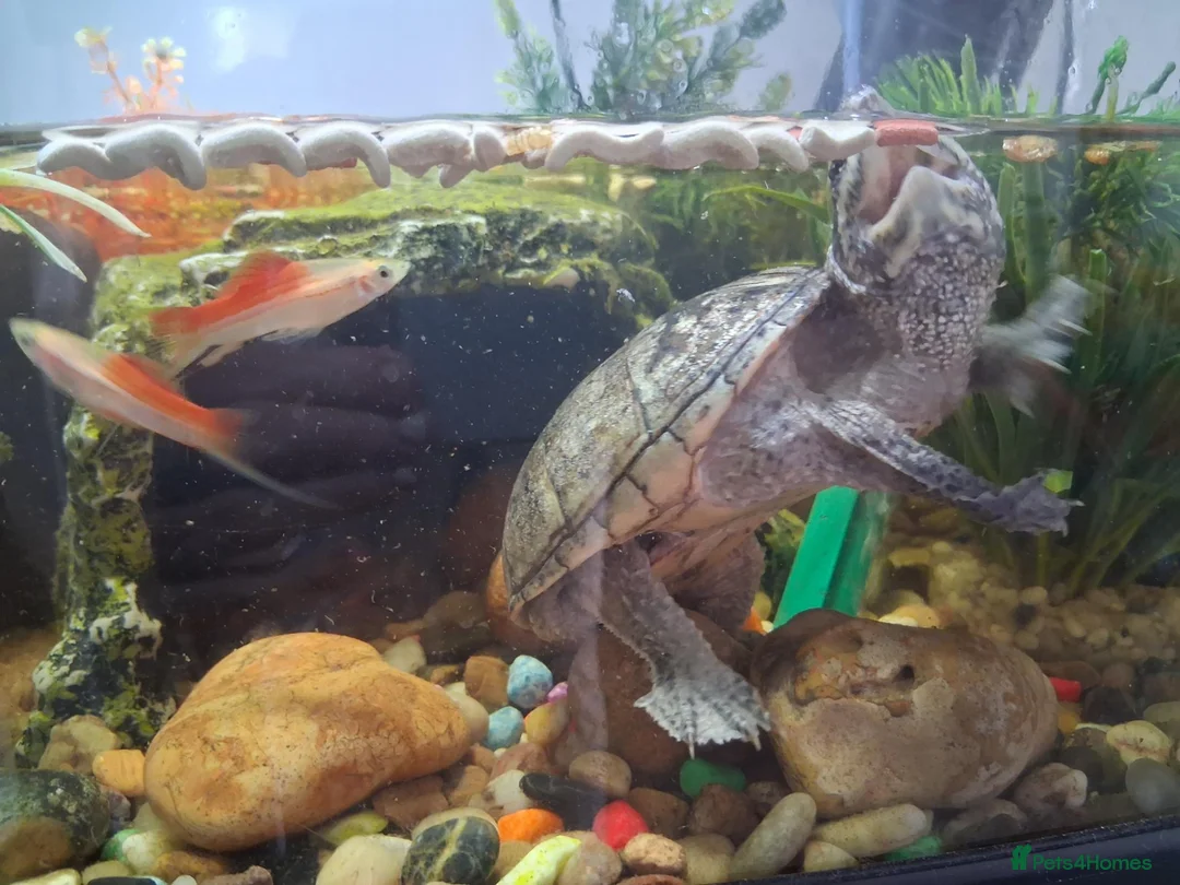 Turtle reptiles for sale: Musk Turtles in Chichester - Advert 2