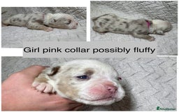 Old Tyme Bulldog dogs for sale: beautiful olde tyme bulldog puppies  - Advert 4