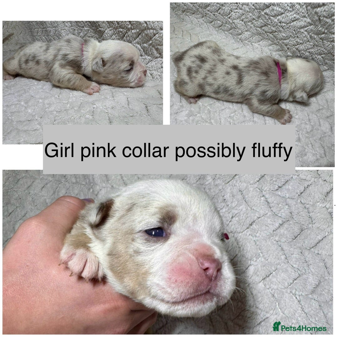 Old Tyme Bulldog dogs for sale: beautiful olde tyme bulldog puppies  - Advert 4