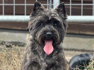 Cairn Terrier dogs in Ripley - Advert 3