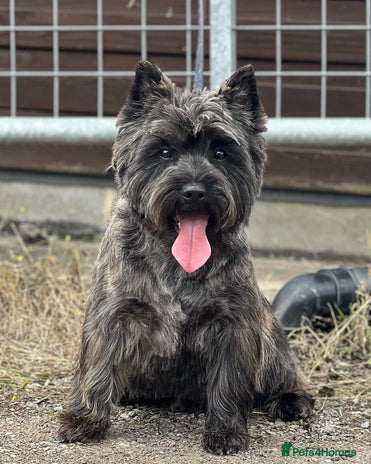 Cairn Terrier dogs Quality Health Tested & proven stud in Ripley - Advert 1