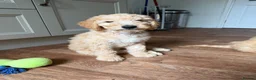 Australian Labradoodle dogs for sale: Last 2 Adorable Australian Labradoodles - Advert 13