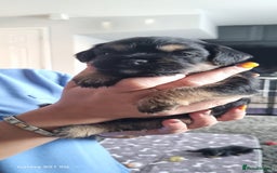 Border Terrier dogs for sale: Border Terrier Pups - Image 21