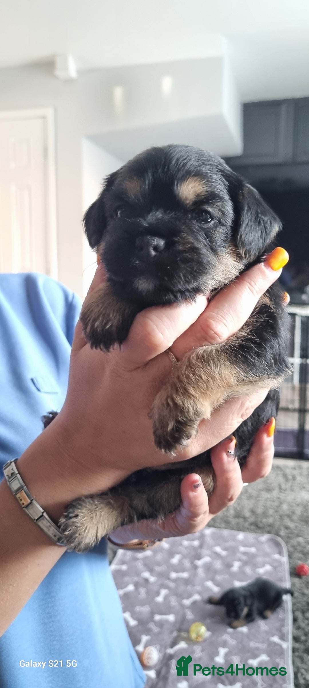 Border Terrier dogs for sale: Border Terrier Pups - Image 21
