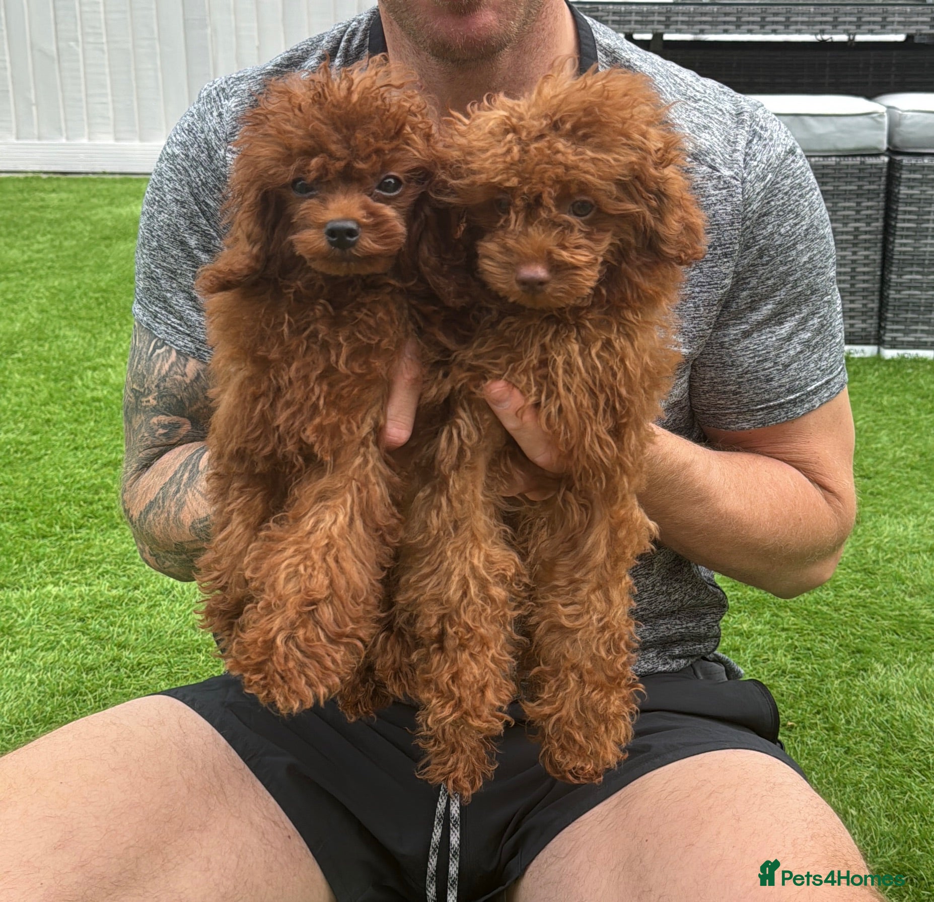 Toy Poodle dogs True toy Asian Poodle Puppies - Advert 8