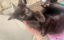 British Shorthair cats for sale: ******  - Image 3