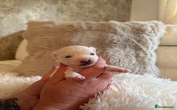 Morkie dogs for sale: Teacup Maltese/morkie babies  - Image 7