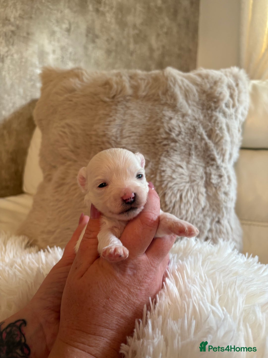 Morkie dogs for sale: Teacup Maltese/morkie babies  - Image 7
