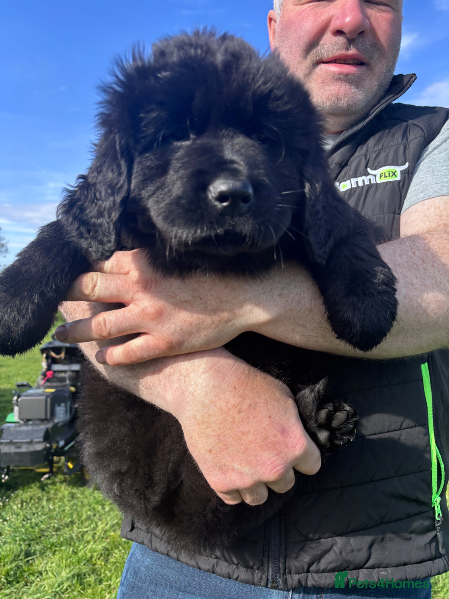 Newfoundland dogs Newfoundland Pups - champion line  - Advert 2