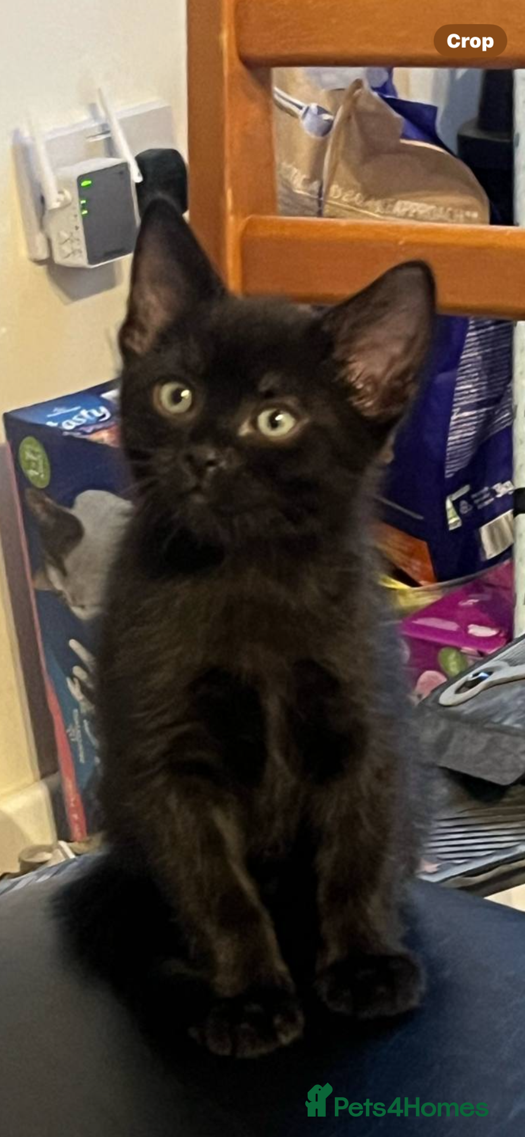 Mixed Breed cats for sale: Forever home 🙏🏻 - Image 2