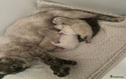 Exotic cats for sale: Outstanding exotic kittens  - Image 18
