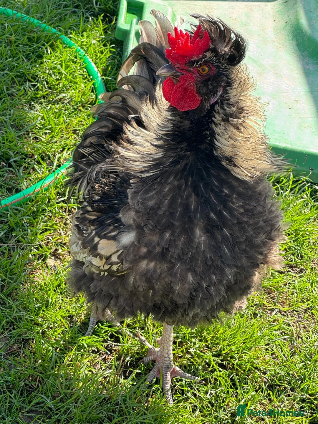 Chickens poultry for sale: Beautiful Polish Frizzle Cockerel 🐓 in Ashbourne - Advert 10