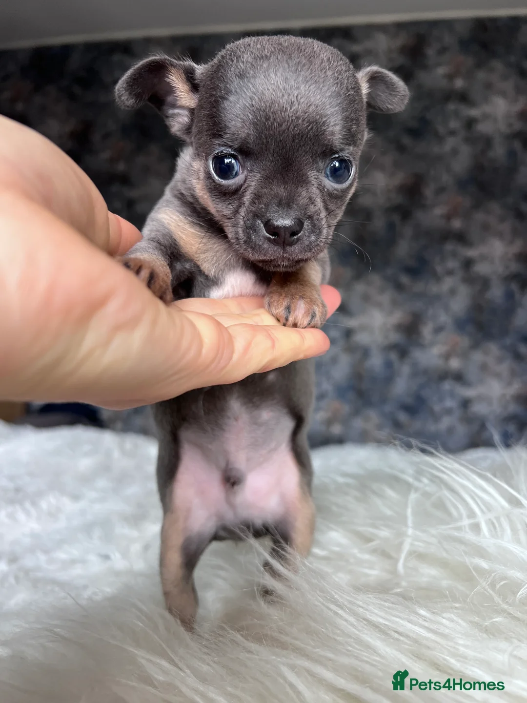 Chihuahua dogs for sale: Short coat chihuahuas available 🐾💓🐶 - Advert 22