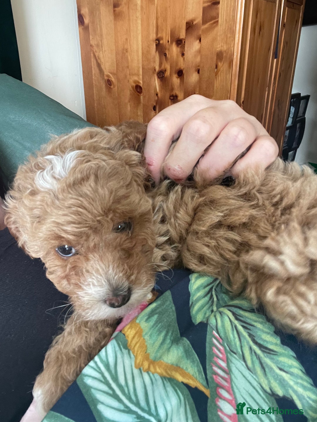 Toy Poodle dogs for sale: KC toy poodle puppies - Image 11