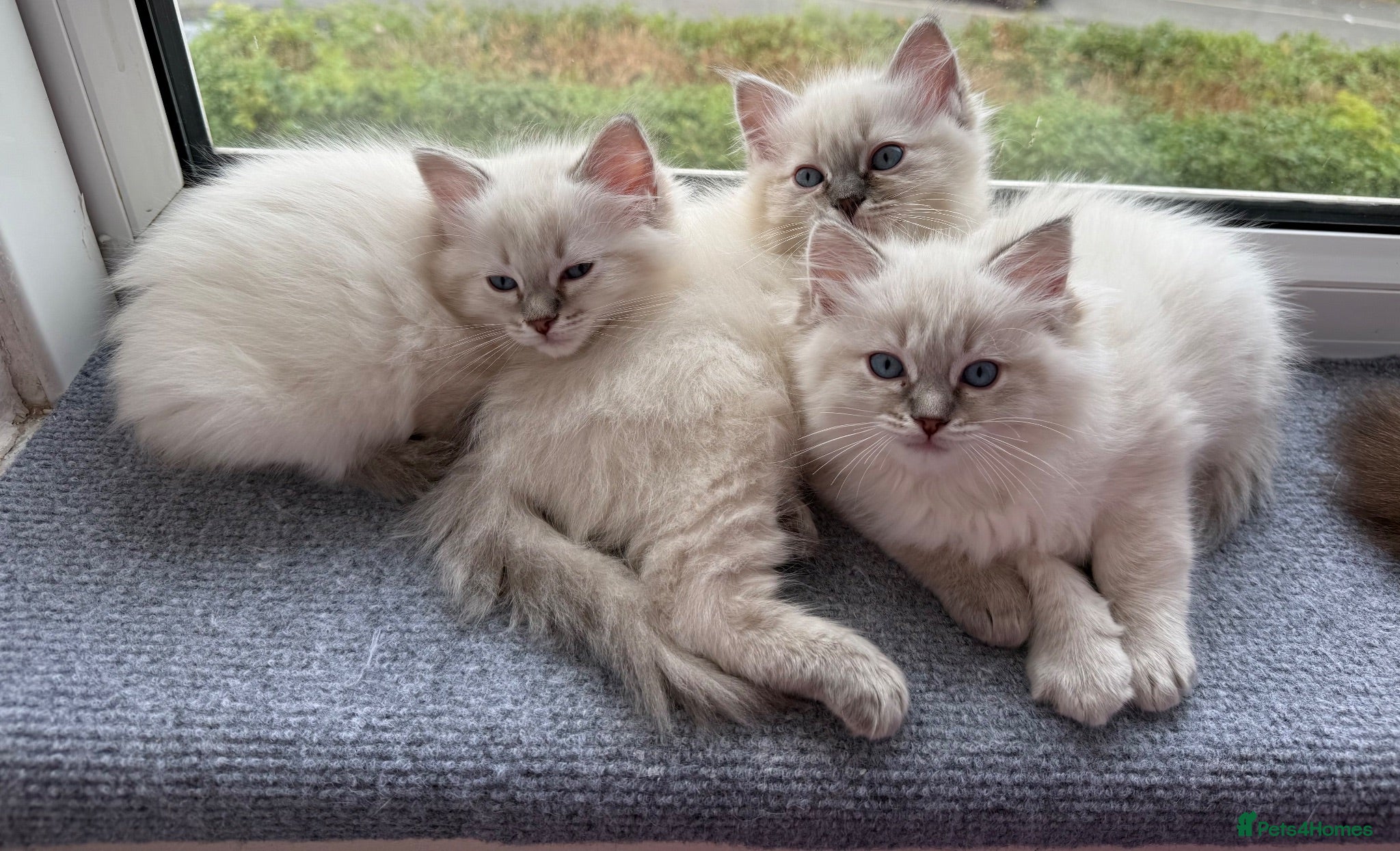 Ragdoll cats 🐾 Adorable Ragdoll  Kittens for Sale! 🐾  - Advert 2