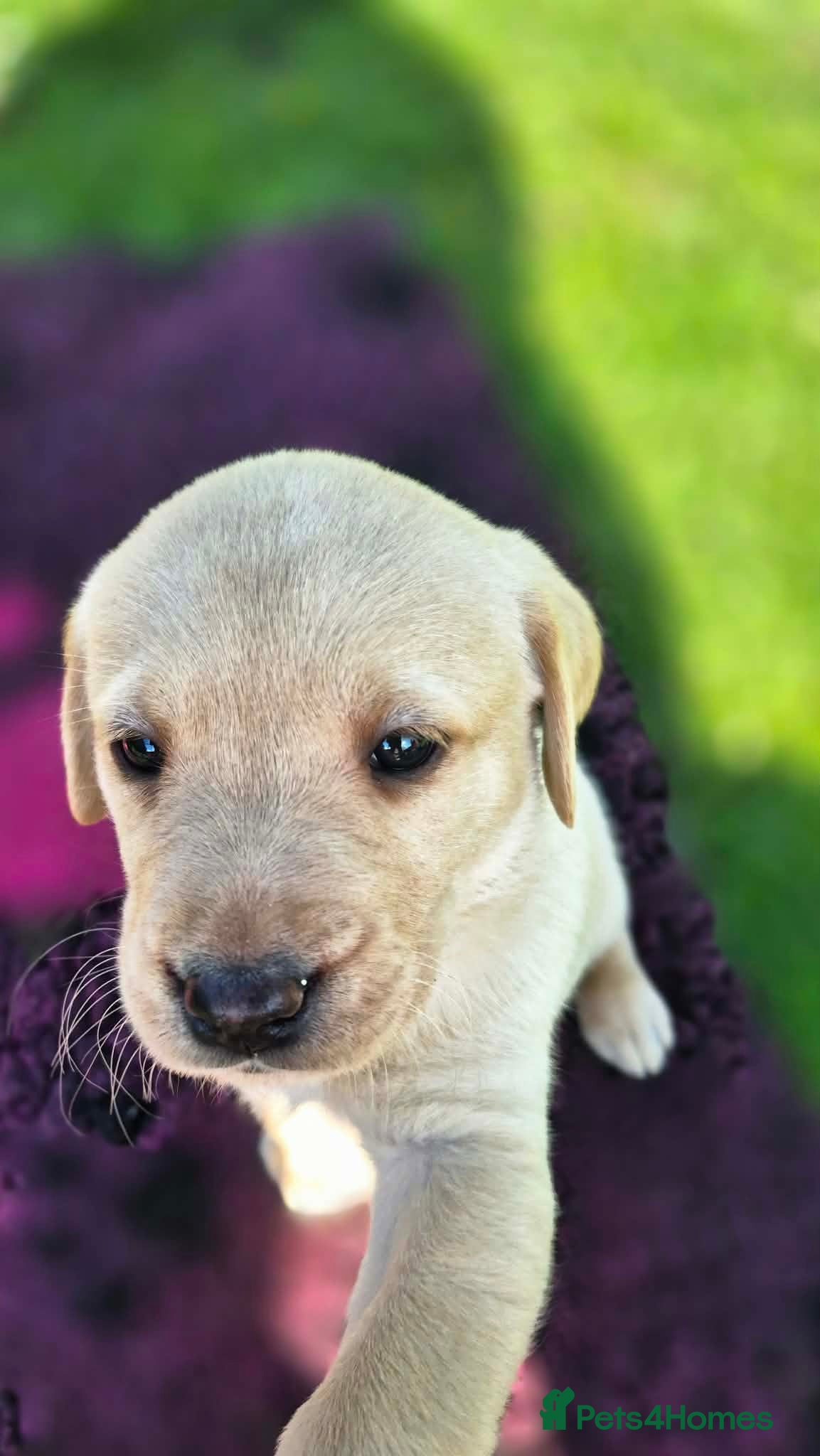 Labrador Retriever dogs KC Registered, ready now. Outgoing pups - Advert 2