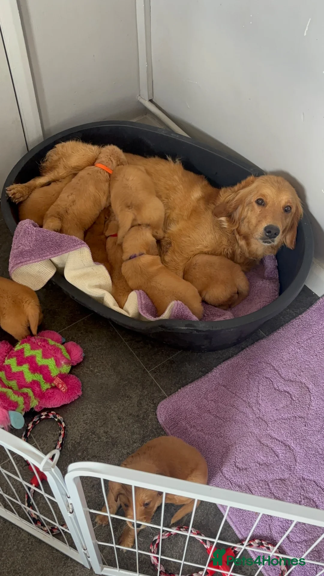 Golden Retriever dogs for sale: Beautiful golden retriever puppies  - Advert 2