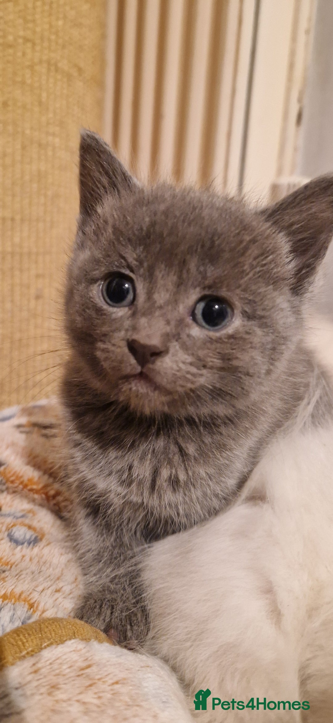 Mixed Breed cats for sale: Ragdoll cross - Advert 1