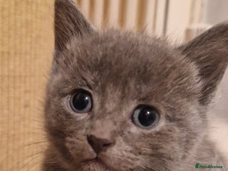 Mixed Breed cats Ragdoll cross - Advert 1