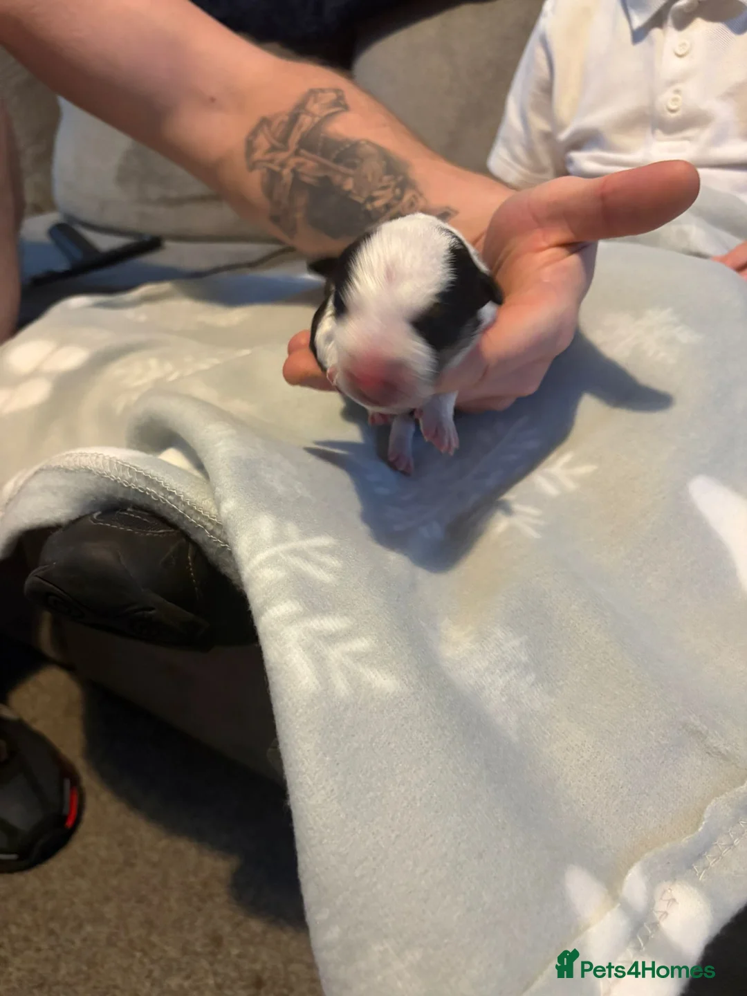 English Bull Terrier dogs for sale: 1x english bull terrier pup kc registered  - Advert 8