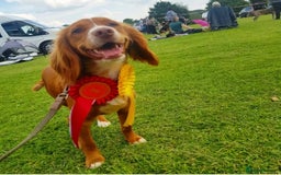 Cocker Spaniel dogs for sale: Cocker Spaniel Puppies - Image 2