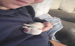 French Bulldog dogs for sale: Female White french bulldog - Image 6