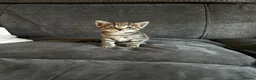 Mixed Breed cats for sale: Beautiful litter of kittens in Louth - Advert 9