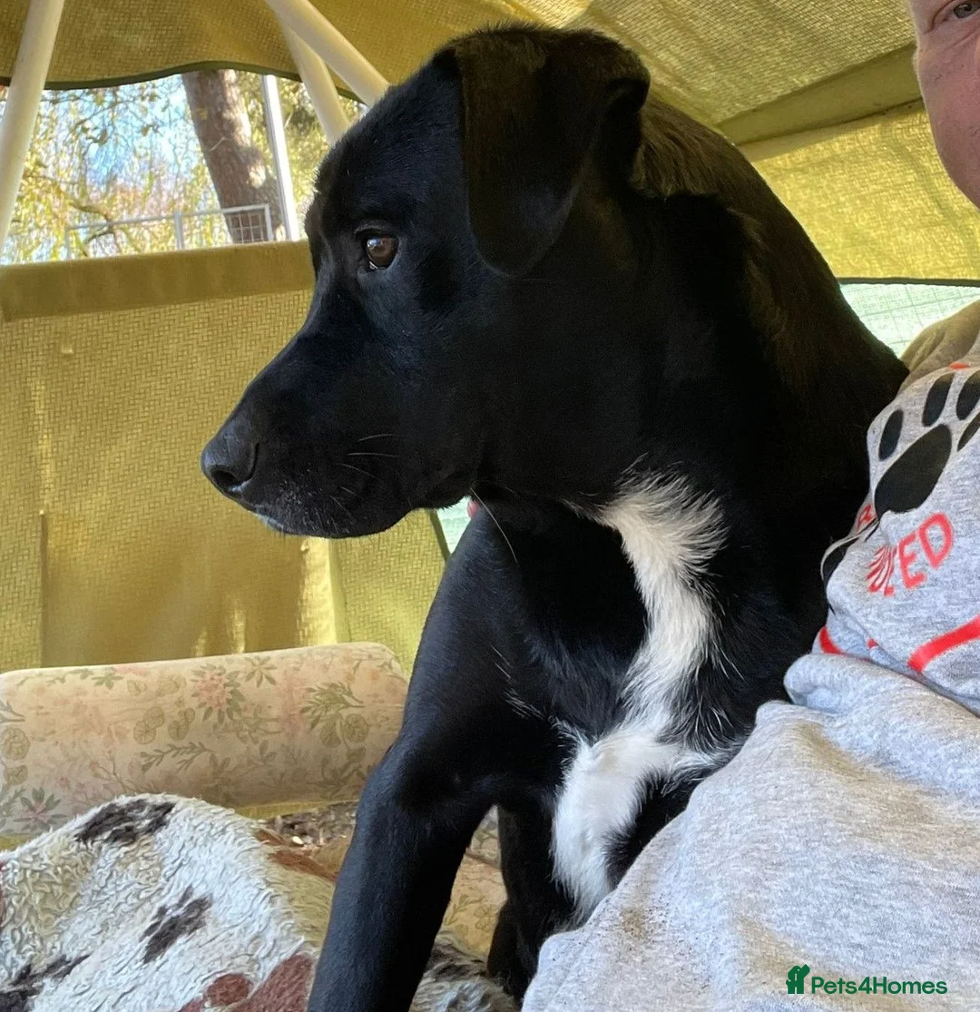 Mixed Breed dogs for sale: Meet SHEAMUS - a sensitive boy for a Loving Home🐾 in Wisbech - Advert 2